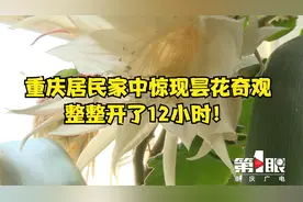 重庆居民家中惊现昙花奇观！整整开了12小时视频封面