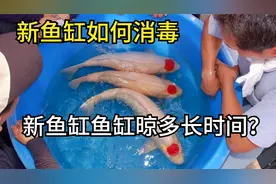 新鱼缸的消毒？最全鱼缸养锦鲤的经验，全面解析如何养好锦鲤鱼！
