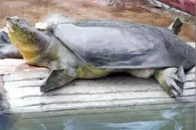 比大熊猫还稀少，中国仅存一只雄性斑鳖，全球仅剩3只视频封面