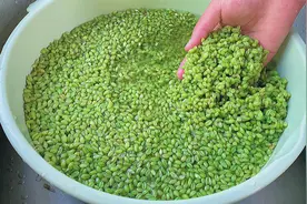 教你自制小麦青麦仁，每年都要做的美食，小麦最好吃的做法，Q弹