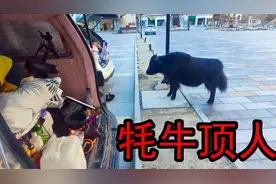 河南小伙穷游西藏，什么是初生牛犊不怕虎？被牦牛攻击太吓人了视频封面