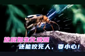 臭屁虫放屁如生化武器，威力惊人，还能咬死人，打稻谷时要小心！