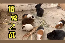 原声没有音乐，荷兰猪和小兔子在一起生活，看上去很惬意，很好玩