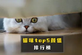 猫咪top5颜值排行，你家猫排第几？视频封面