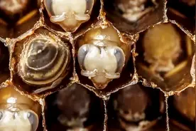 蜂王是如何诞生，蜂王诞生的全过程，镜头记录神奇一幕视频封面