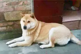 农村的土狗为啥不会咬未见过面的家人？它们是靠什么来分辨的？