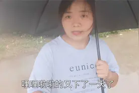 河南沈丘昨天下了一场强降雨，今天又下一天没有停，玉米根都烂了