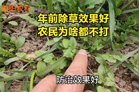都知道年前麦田除草好，为啥农民都不打，非要等到年后打视频封面