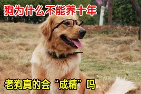 为什么说家狗不能养十年，养了10年会怎样？老狗真的能成精吗？视频封面