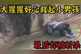 小男孩贪玩掉进河沟，大猩猩好心救起，结果被人们误杀视频封面