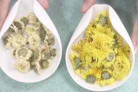 10元一两的白菊和15元一两的黄菊，谁才是真正的贡菊？