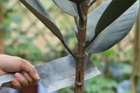 经常给橡皮树砍一砍，越养造型就越具有观赏性