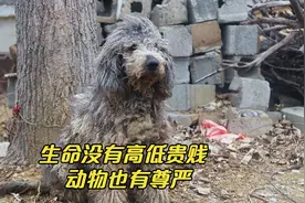 狗狗被铁链拴住多年，浑身肮脏没吃过一顿饱饭，遇到肉时狼吞虎咽视频封面