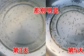 刚育出来的鱼苗喂什么？农村小伙教你，喂五天就可以长大好几倍！