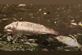 波兰与德国边界河流污染严重，漂起数千条死鱼 水样检出有毒物质视频封面
