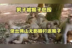 男子被十几只猴子包围，使出佛山无影脚，打退猴子视频封面