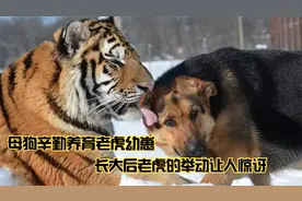 母狗辛勤养育老虎幼崽，长大后，老虎的举动却让人惊讶视频封面