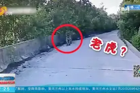 的哥开车路遇野生东北虎，“死亡对视”近20分钟，看得人浑身发抖