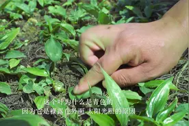 院长带你了解中药材种植——滇黄精1年苗视频封面