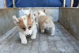 这品相的小柯基你会怎么选