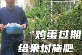 过期的鸡蛋不要丢，可以给果树当肥料，庭院鱼菜共生施肥记视频封面