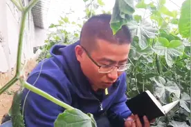 黄瓜长得好好的，突然萎焉了，技术老师现场诊断给出治疗方案！