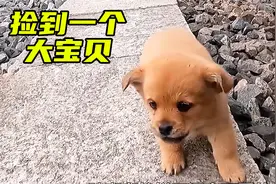今天出门散步捡到一只小奶狗，胖乎乎的还蛮可爱，还特别粘人