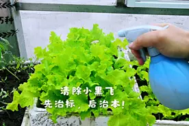 阳台种菜养花 种植盆出“小黑飞” 教你驱虫妙招 花1块钱 3天清虫视频封面