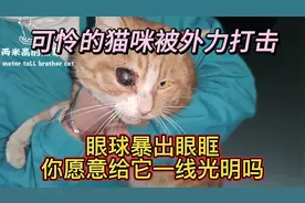 可怜的猫咪被外力打击，眼球暴出眼眶，你愿意给它一线光明吗？视频封面
