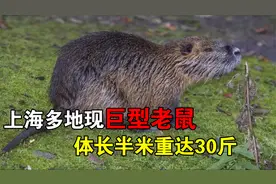 上海多地现巨型“老鼠”，重达30斤祸害农作物，农民苦不堪言