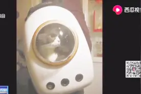 “书包”装喵星人、汪星人能上地铁吗？地铁方作出回应！