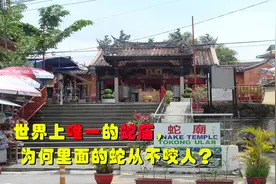 世上唯一的蛇庙，毒蛇泛滥，人蛇共存，为何百年蛇都不曾咬人？视频封面