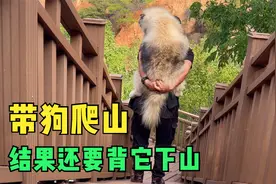 带狗狗爬山看风景，结果下山时狗狗耍赖不走，主人无奈只能背下山视频封面
