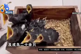 【1818黄金眼】爬树抓“八哥”，一人牵出仨