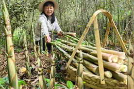 江西赣州4月春笋拔不完，上午满篮子，下午继续，直呼过足拔笋瘾视频封面