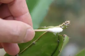 火龙果有虫害，用它擦一擦，安全环保效果好！