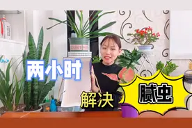 养花人超烦的“腻虫”原来这么好治，只需一个纸箱，俩小时就解决