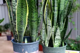 虎皮兰的“小尾巴”能不能剪掉，很多人都搞错了，难怪一直养不好视频封面