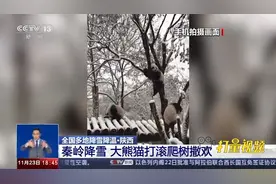 陕西秦岭降雪，大熊猫雪中打滚，爬树撒欢儿，萌态十足|共同关注