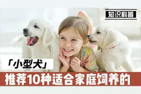 推荐10种适合家庭饲养的小型犬，非常可爱，特别适合在城市中饲养