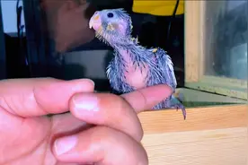 鹦鹉积食胀气不用怕，这样就能轻松解决，新手最实用了