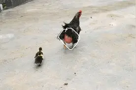 土鸡全身长满脂肪，邻居大姐直发愁，送人都没人要，太吓人了视频封面