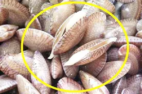 怎么挑选新鲜的花蛤？内行人：学会这3招，选的花蛤新鲜又美味！视频封面