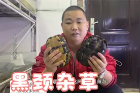 黑颈龟杂草龟的气味比较独特，大家闻得惯吗视频封面