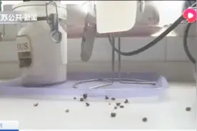 徐州：身体还没花椒粒大，厨房惊现成群蚂蚁，房主寝食难安！视频封面