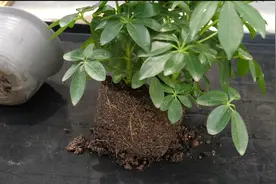 鸭掌木长势慢、根系布满盆，掌握换盆技巧 生长速度快