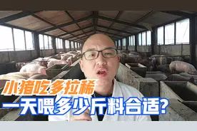 断奶小猪喂多就拉稀，一天喂多少料合适，分6顿定时喂料真的行吗视频封面
