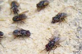 家里苍蝇太多？教你一个土方法，苍蝇来一只灭一只，关键还不花钱