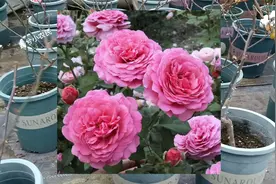 春天买月季，首选这10个大花浓香型品种，个个开花惊艳视频封面