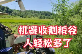 湖北中稻谷在收割了机收100元一亩，干谷卖1块2角一斤，价格如何视频封面